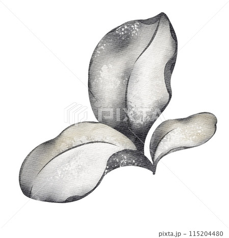 Watercolor Holly leaf. Plant element symbol of Christmas. Botanical illustration close up on white background. Packaging, label and print design. Watercolor Holly leaf. Plant element symbol of Christmas. Botanical illustration close up on white background. Packaging, label and print design. 115204480