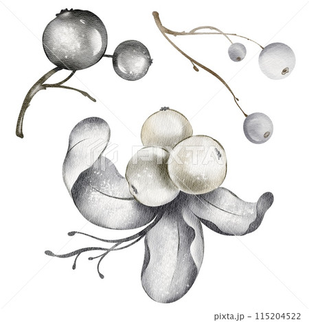Watercolor Mistletoe. Hand drawn sketch of a branch with white berries. Illustration of an ilex sprig on an isolated white background. Festive design element of Christmas decoration. 115204522
