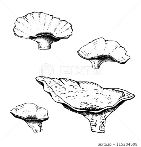 A set of sea or ocean coral reef sponge. Hand drawn graphic vector illustration. Isolated on white background. Black and white sketch style. For clip art compositions icon A set of sea or ocean coral reef sponge. Hand drawn graphic vector illustration. Isolated on white background. Black and white sketch style. For clip art compositions icon 115204609