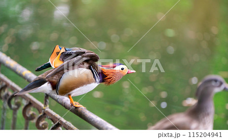 A beautiful male mandarin duck stands on a fence near the lake. Close-up photo. Nature and wild birds A beautiful male mandarin duck stands on a fence near the lake. Close-up photo. Nature and wild birds 115204941
