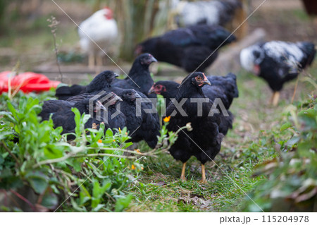 Chickens in the garden at cloudy day in atumn Chickens in the garden at cloudy day in atumn 115204978