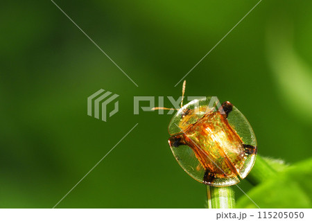 ジンガサハムシ 115205050