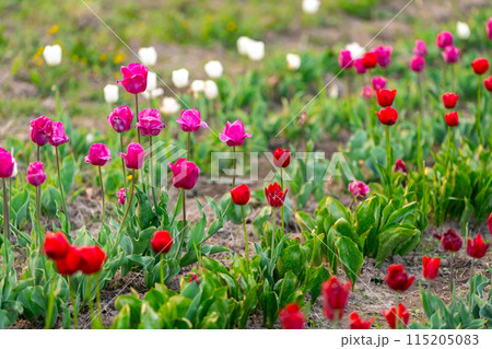 Beautiful red, white and pink tulips on a flowering field in the springtime. Selective focus Beautiful red, white and pink tulips on a flowering field in the springtime. Selective focus 115205083