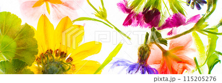 Background of frozen flowers in ice 115205276