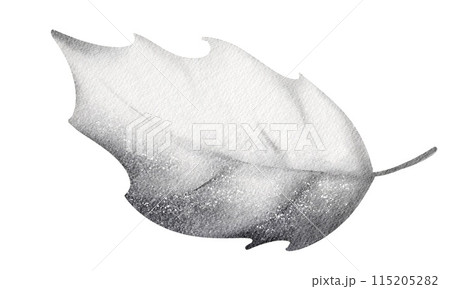 Watercolor Holly leaf. Plant element symbol of Christmas. Botanical illustration close up on white background. Packaging, label and print design. 115205282