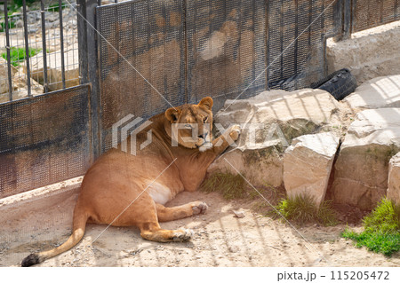 Beautiful lioness. Wild nature. Big cat. Selective focus 115205472