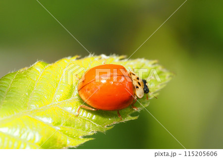 ナミテントウ（紅型・無紋） 115205606