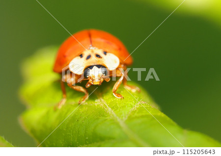 ナミテントウ（紅型・無紋） 115205643