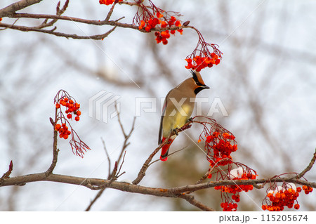 ヒレンジャク 115205674