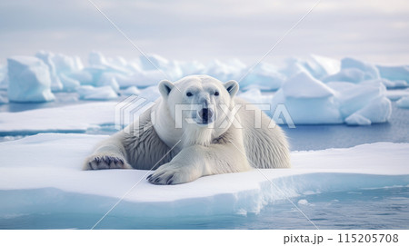 Cute, beautiful polar bear on an ice floe in Antarctica. 115205708