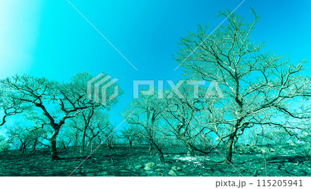 Wilderness Fever Trees Burned Cross Color Hillside 115205941