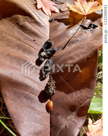 イタチ科の野生動物のフンから出てきた種子 115206041