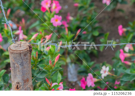 Flowers as symbol of beauty and art closed, banned, under barbed wire. Concept of dictatorship, totalitarianism, prohibition of freedom of speech, expression, thoughts, Creativity against automatism 115206236