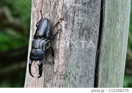 パラワンオオヒラタクワガタ　 115206270