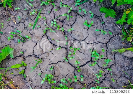 The ground cracked after draining flooded water during a heavy downpour. The growth of young plants has accelerated, favorable conditions for green spaces The ground cracked after draining flooded water during a heavy downpour. The growth of young plants has accelerated, favorable conditions for green spaces 115206298
