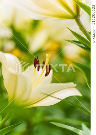 ユリの花 イメージ ユリの花 イメージ 115206522