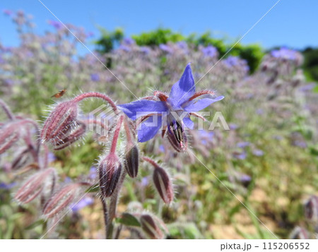 ムラサキ科のハーブ「ボリジ」（別名「ルリジサ」） 115206552