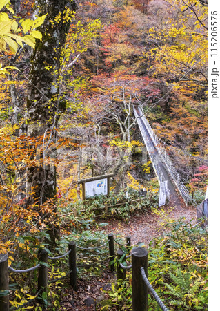 大山滝の紅葉 大山滝の紅葉 115206576