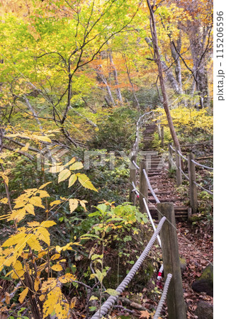 大山滝の紅葉 大山滝の紅葉 115206596