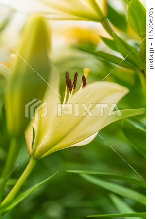 ユリの花 イメージ 115206705