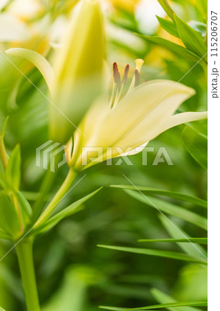 ユリの花 イメージ 115206707