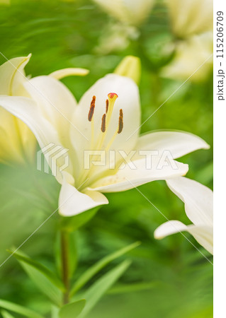 ユリの花 イメージ 115206709