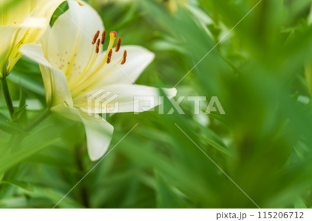 ユリの花 イメージ ユリの花 イメージ 115206712