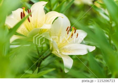 ユリの花 イメージ ユリの花 イメージ 115206713