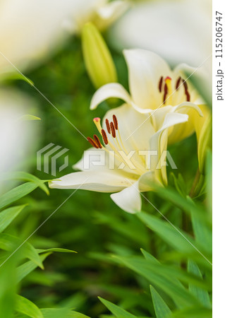 ユリの花 イメージ ユリの花 イメージ 115206747