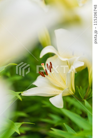 ユリの花 イメージ 115206748
