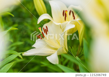 ユリの花 イメージ ユリの花 イメージ 115206749
