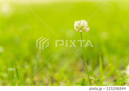シロツメクサの花 イメージ 115206844