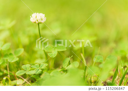 シロツメクサの花 イメージ 115206847