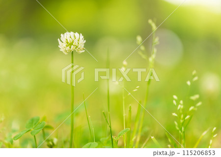 シロツメクサの花 イメージ 115206853