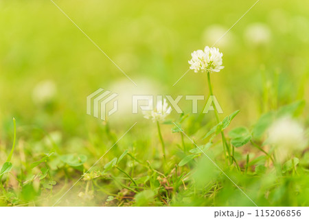 シロツメクサの花 イメージ シロツメクサの花 イメージ 115206856