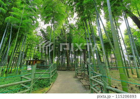 すずめのお宿緑地公園　 竹林 115206893