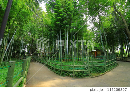 すずめのお宿緑地公園　 竹林 115206897