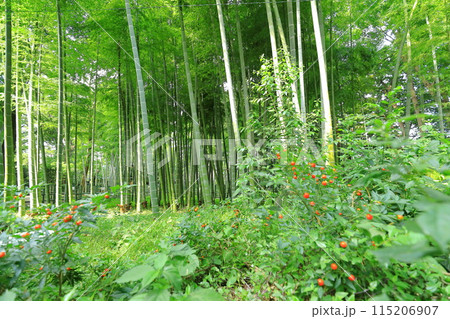 すずめのお宿緑地公園　 竹林 115206907