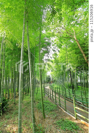 すずめのお宿緑地公園 竹林 すずめのお宿緑地公園 竹林 115206916