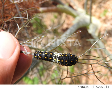 セリ科の多年草「ブロンズフェンネル」を食べて育つ「キアゲハ」の幼虫 セリ科の多年草「ブロンズフェンネル」を食べて育つ「キアゲハ」の幼虫 115207014