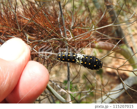 セリ科の多年草「ブロンズフェンネル」を食べて育つ「キアゲハ」の幼虫 115207015