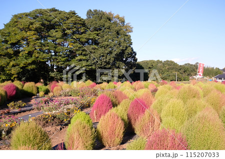 大分市 おかばる花公園 コスモス コキア 大分市 おかばる花公園 コスモス コキア 115207033