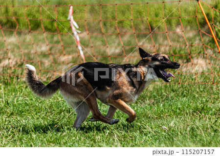 Dog running and chasing lure coursing dog sport competition 115207157