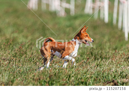 Basenji puppy red and white first time running in field on competition 115207158