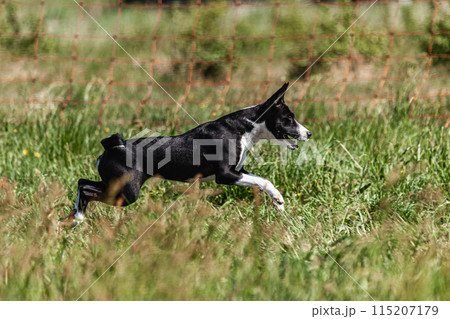 Basenji puppy black and white first time running in field on competition Basenji puppy black and white first time running in field on competition 115207179