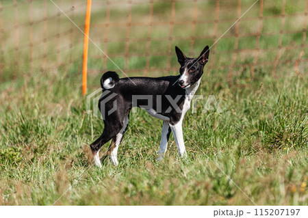 Basenji puppy black and white first time running in field on competition 115207197