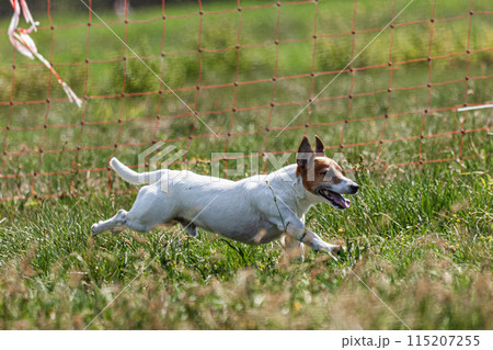 Dog running and chasing coursing lure on green field at competition Dog running and chasing coursing lure on green field at competition 115207255