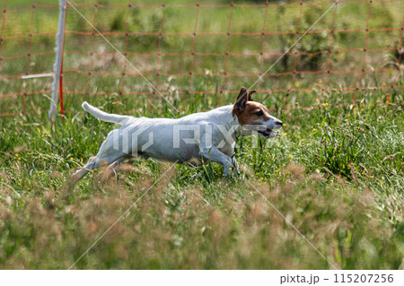Dog running and chasing coursing lure on green field at competition Dog running and chasing coursing lure on green field at competition 115207256