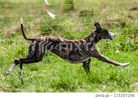 Whippet sprinter dog running and chasing lure on the field 115207298