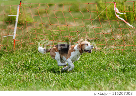 Dog running and chasing coursing lure on green field at competition 115207308